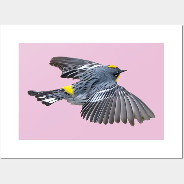 Yellow Rumped Warbler Wall Art by lauradyoung